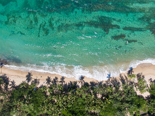 Birds-eye view of surfer's beach with coconut trees and coral reefs, Tartane, Martinique, West...