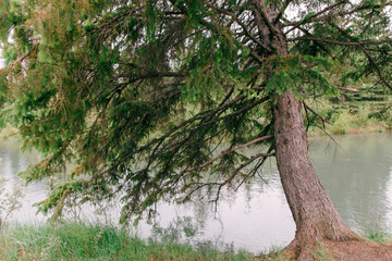Fir tree brunch close up. Fir tree brunch close up. Christmas and nature concept.