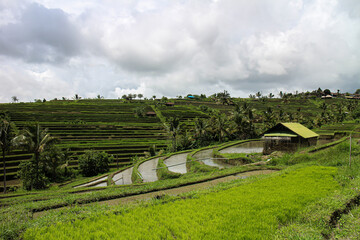 Beautiful view of the Jatiluwih Rice Terraces world heritage site in Bali. Beautiful green landscape with grass, plants, rice terrace and a little house in the middle. Holidays in Indonesia.