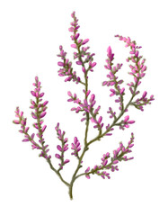 Nature flowers spring summer beauty peonies heathers branches 