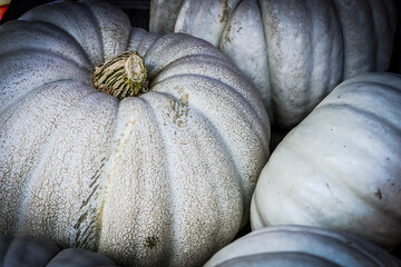 Kürbis, Istanbul grau, Cucurbita maxima, Speisekürbis, Kürbisernte, Kürbisfest, Herbst,...