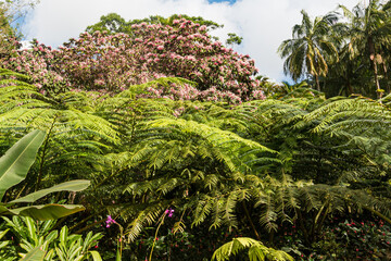 Tropical tree with flowers and coconut trees, Martinique, West Indies, France