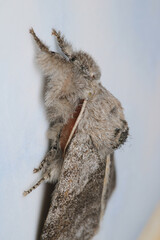 pale tussock insect macro photo