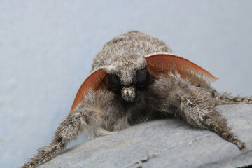 pale tussock insect macro photo