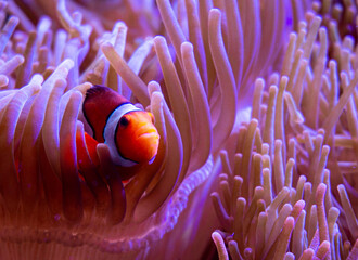 Clown fish