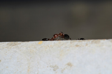 Black carpenter ant macro photo