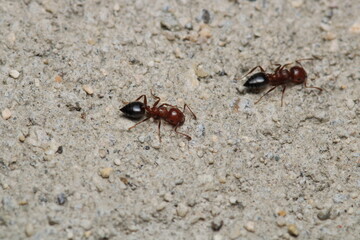 Black carpenter ant macro photo