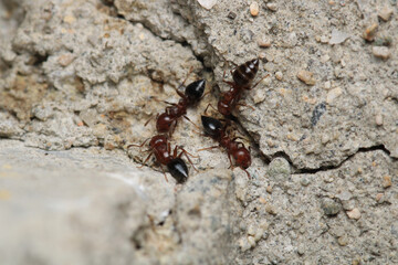 Black carpenter ant macro photo