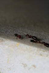 Black carpenter ant macro photo