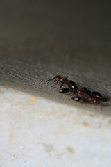 Black carpenter ant macro photo