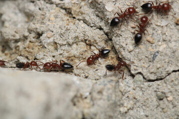 Black carpenter ant macro photo