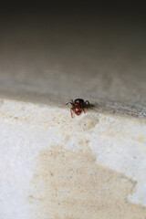 Black carpenter ant macro photo