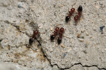 Black carpenter ant macro photo