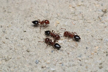 Black carpenter ant macro photo