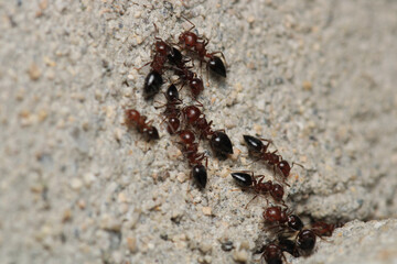 Black carpenter ant macro photo