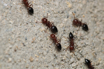 Black carpenter ant macro photo