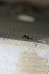 Black carpenter ant macro photo