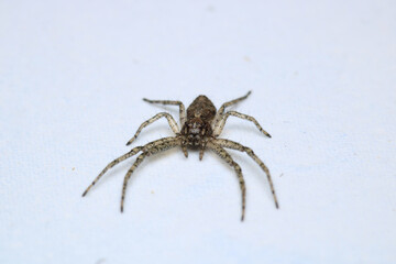 xysticus kochi spider macro photo