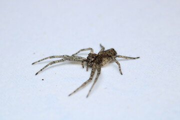 xysticus kochi spider macro photo