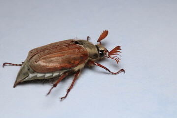 melolontha hippocastani insect macro photo