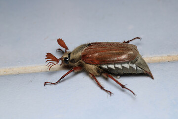 melolontha hippocastani insect macro photo