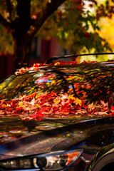 Autumn leaves of maple trees. Autumn fall leaves in sunlight. Natural autumn background. Autumnal background. Foliage, falling leaves background. Autumn leaf.