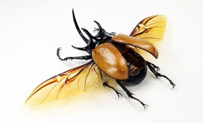 Big yellow rhinoceros beetle Eupatorus gracilicornis showcasing its vibrant colors and intricate...