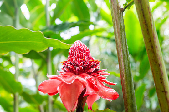 Etlingera elatior, Red Torch, wet from the morining rain, Martinique, France