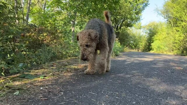 Adorable Furry Airedale Terrier Walking in the Park. Cute Domestic Dog on Asphalt with Green Plants.