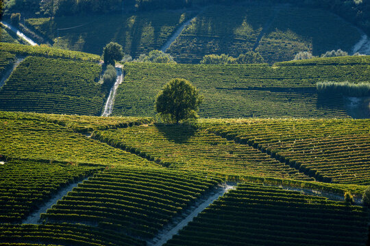 Vista panoramica sui i vigneti delle Langhe in Piemonte vicino ad Alba durante una fresca mattina di autunno, con i monti alle spalle delle colline.
