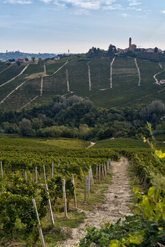 Vista panoramica sui i vigneti delle Langhe in Piemonte vicino ad Alba durante una fresca mattina di autunno, con i monti alle spalle delle colline.