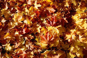 Autumn maple leaf fallen on the ground