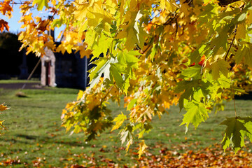 Beautiful yellow Norway maple tree leaves in autumn