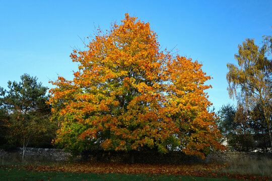 Beautiful yellow Norway maple tree leaves in autumn
