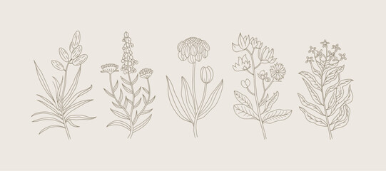 Fototapeta premium Delicate Botanical Collection: An Unique Floral Illustrations Set