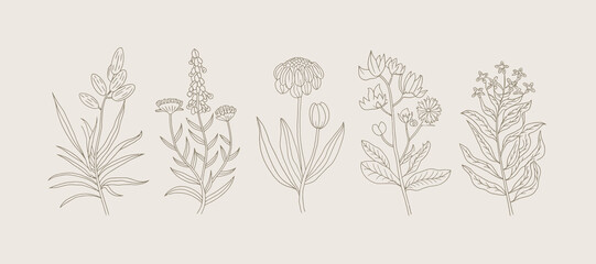 Delicate Botanical Collection: An Unique Floral Illustrations Set