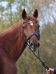 Portrait of a sports thoroughbred horse in autumn background