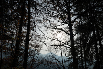Serene Forest Silhouette with Sunlight Breaking Through Bare Branches in a Misty Mountain Landscape