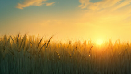 Fototapeta premium field of wheat at sunset