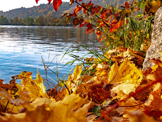 Einzigartige Herbststimmung in der Natur im Donaupark bei Sonnenschein