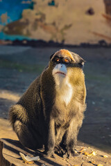 Obraz premium Portrait of De Brazza's monkey sitting outdoors in natural sunlight. Wildlife photography