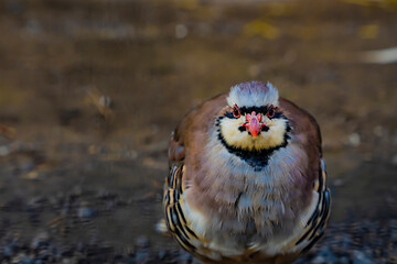 Chukar partridge standing on rocky ground in natural habitat. Wildlife bird photography. Ornithology and nature concept.