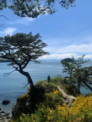 tree on a cliff