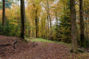 A Serene Autumn Forest Pathway Adorned with Beautiful Colorful Leaves Under the Sunlight