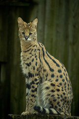  Profile portrait of serval (felis serval) at zoo