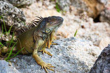 Iguana is a lizard reptile in the Iguana in the iguana family. And in the subfamily Iguanidae.
