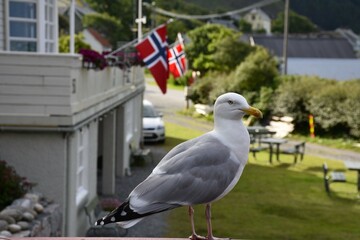 Seagull. Larus canus. Common gull - adult. Runde Island, Norway, August.