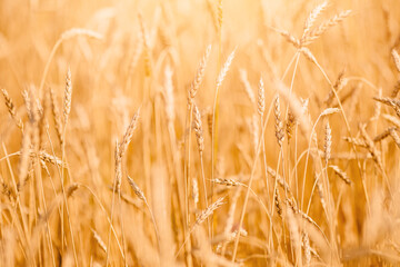 Ripe wheat develops in wind close-up sunset light