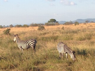 Naklejka premium zebras 