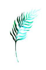 Palm leaf watercolor. Hand drawing. Not AI, Vector illustration